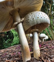 Wild mushrooms in the West End