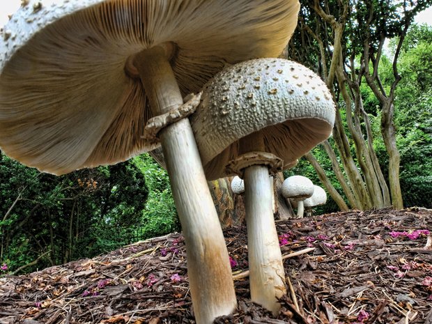 Wild mushrooms in the West End