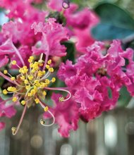 Crape myrtle on North Side