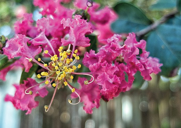 Crape myrtle on North Side