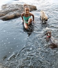 Last splash before school // Alanna Runger enjoys an end-of-summer swim Wednesday in the Pony Pasture Rapids on South Side with her playful pug, Ye Ye, and
Joy, the friendly Boston terrier. Her mother and sister, not pictured, were also along for the fun. The Labor Day holiday weekend will see cooler temperatures in the 70s on Saturday and Sunday with rain possible. Showers are expected to move out by Monday, with highs in the mid-80s. Area schools will open Tuesday to a forecast of sunny skies, with temperatures in the high 80s.