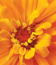 Face of a zinnia in The Fan