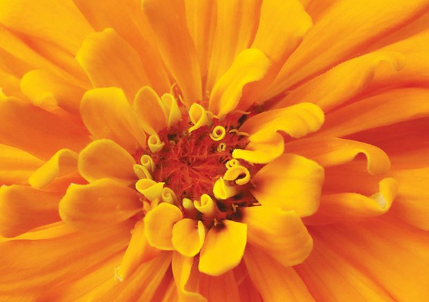 Face of a zinnia in The Fan