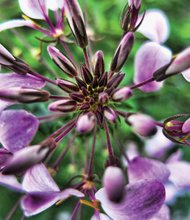 * A cleome bunch in the West End