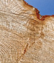 Tree stump in North Side