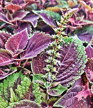 Coleus plant in the East End