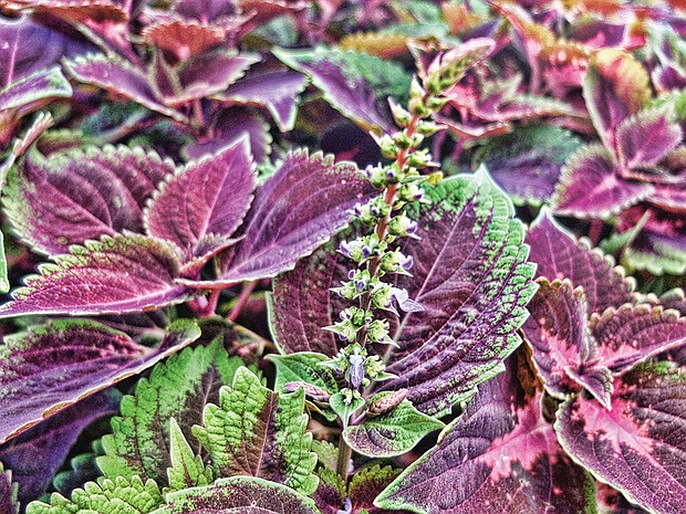 Coleus plant in the East End