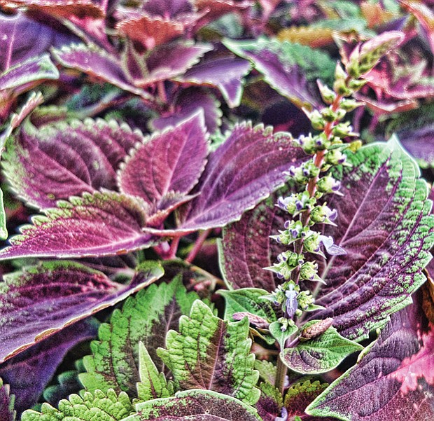 Coleus plant in the East End