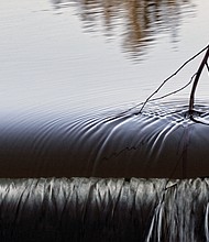 Twig caught in Kanawha Canal near Great Ship Lock Park