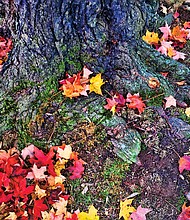 Colorful foliage in South Side