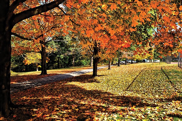 Fall in Forest Hill Park