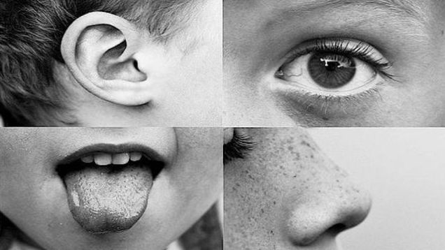 Self-care using our senses | New York Amsterdam News: The ... diagram of tongue and taste 