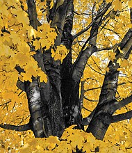 Yellow foliage in Byrd Park