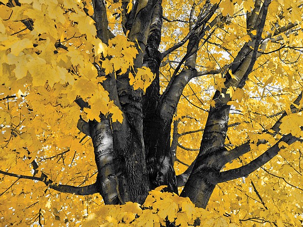 Yellow foliage in Byrd Park