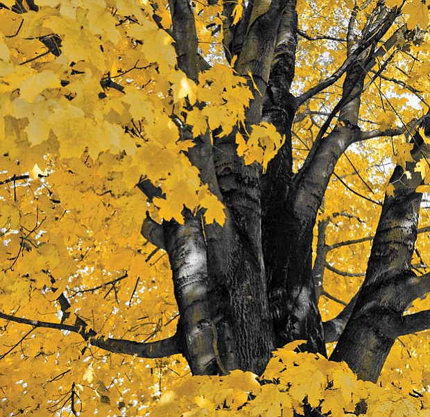 Yellow foliage in Byrd Park