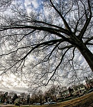 Expansive pin oak in South Side