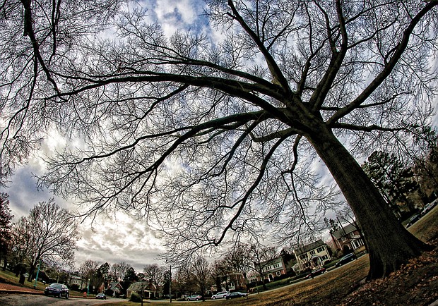 Expansive pin oak in South Side