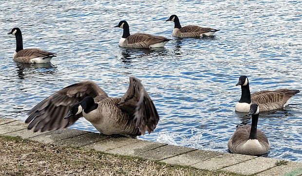 Canada geese at Fountain Lake in Byrd Park