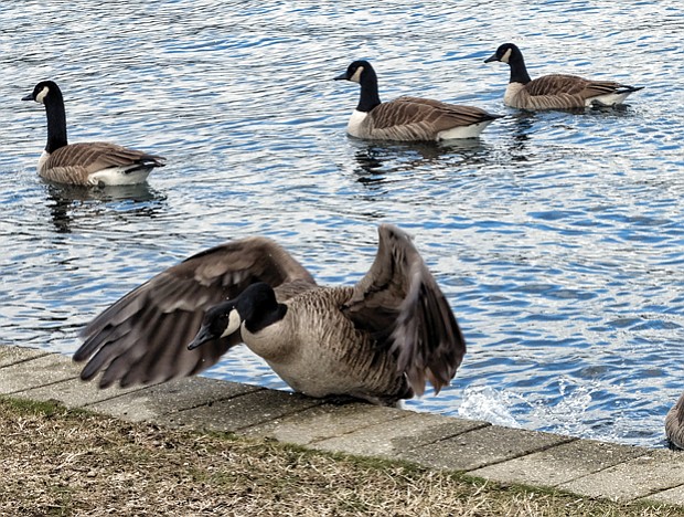 Canada geese at Fountain Lake in Byrd Park
