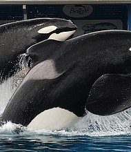  Tilikum during a Sea World show