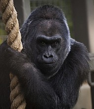 	There's been another gorilla death at a zoo in Ohio. And while this one is of natural causes, it's no less heart-breaking. Colo was the oldest gorilla ever on record and the first to be born in human care. She died in her sleep at the Columbus Zoo early Tuesday.