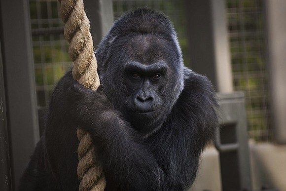 There's been another gorilla death at a zoo in Ohio. And while this one is of natural causes, it's no …