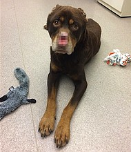 Kathy Bilitzke has become sadly familiar with animal abuse since she began working at the Michigan Humane Society about four months ago. But she still wasn't ready for what she saw Tuesday after a call from a concerned citizen came in to the Cruelty Hotline.