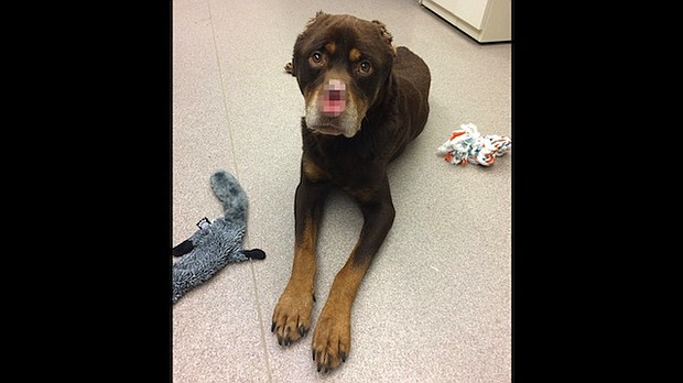 Kathy Bilitzke has become sadly familiar with animal abuse since she began working at the Michigan Humane Society about four months ago. But she still wasn't ready for what she saw Tuesday after a call from a concerned citizen came in to the Cruelty Hotline.