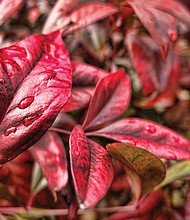 Nandina in North Side