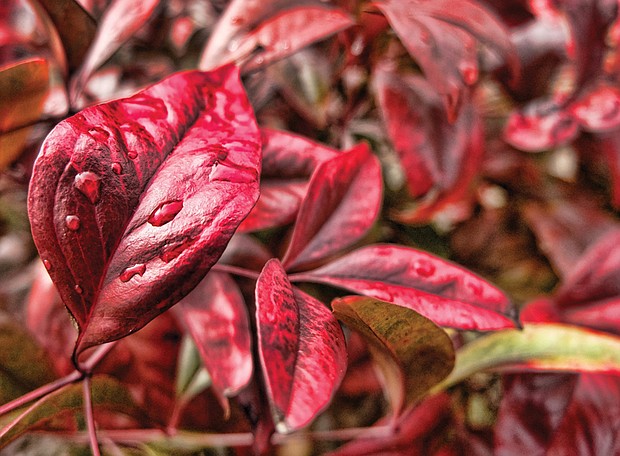 Nandina in North Side