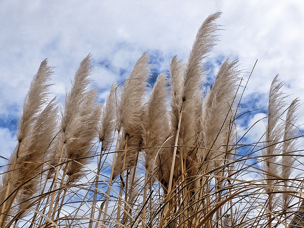 Ornamental grass in North Side