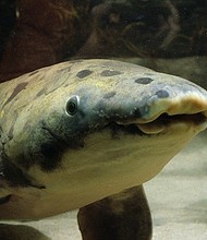 Chicago's Shedd Aquarium has announced the passing of their oldest-living resident, an Australian lungfish named Granddad. Granddad, the last living link with the aquarium's earliest history, was estimated to be around 100 years old