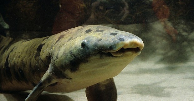 Chicago's Shedd Aquarium has announced the passing of their oldest-living resident, an Australian lungfish named Granddad. Granddad, the last living link with the aquarium's earliest history, was estimated to be around 100 years old