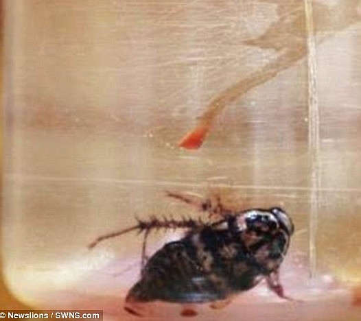 Medics were stunned after discovering the live insect inside the woman's skull after it crawled through her nose/Daily Mail