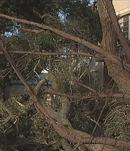 Storm toppled trees, damaged property in Wharton
