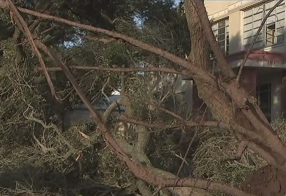 Storm toppled trees, damaged property in Wharton