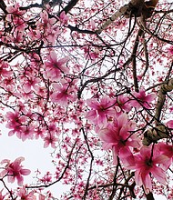 Blooming saucer magnolias