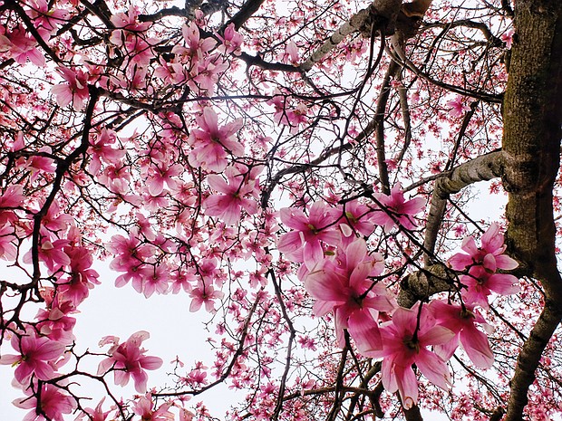 Blooming saucer magnolias