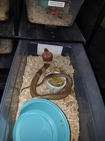 The search continues for a deadly cobra that escaped from an enclosure at the home of its owner in Ocala, said the Florida Fish and Wildlife Conservation Commission (FWC). The owner called the commission late Monday to let officials know that his 2-foot-long suphan cobra had escaped. The snake is extremely poisonous. Full Credit: Florida Fish and Wildlife Conservation Commission