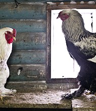 That big chicken video isn't fake, but it is terrifying