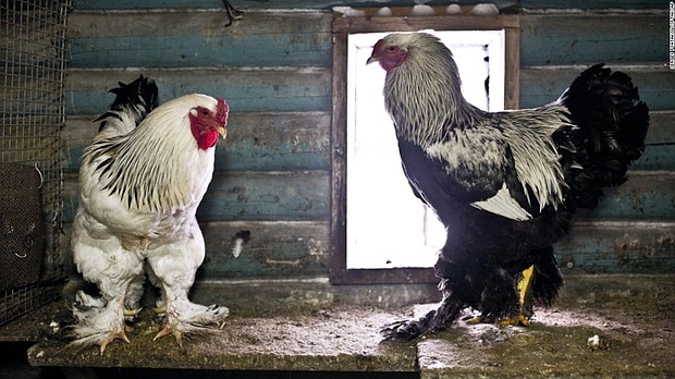 That big chicken video isn't fake, but it is terrifying
