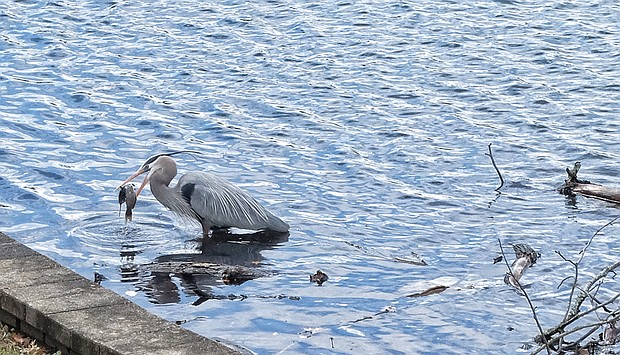 Going fishing at Shields Lake in Byrd Park