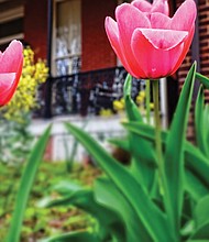 Tulips in the East End