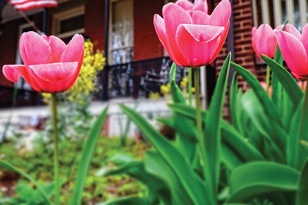 Tulips in the East End