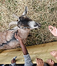 Family fun at Baymont Farm // Children feed and pet a goat at the newly renovated Maymont Farm. Thousands of families turned out Sunday for the grand reopening of the farm, which was closed for the last 10 months for a $3 million renovation.
