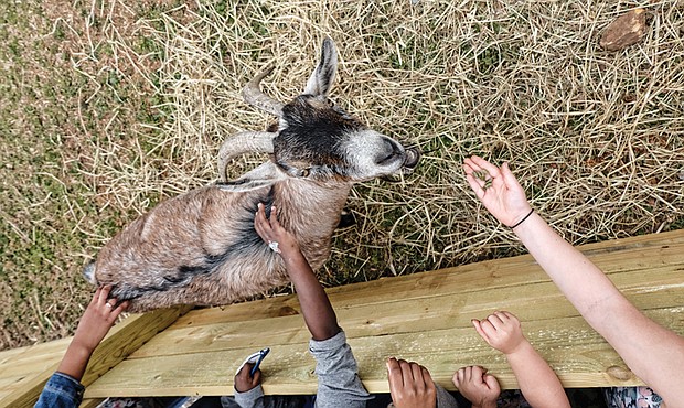 Family fun at Baymont Farm // Children feed and pet a goat at the newly renovated Maymont Farm. Thousands of families turned out Sunday for the grand reopening of the farm, which was closed for the last 10 months for a $3 million renovation.
