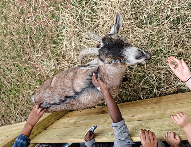 Family fun at Baymont Farm // Children feed and pet a goat at the newly renovated Maymont Farm. Thousands of families turned out Sunday for the grand reopening of the farm, which was closed for the last 10 months for a $3 million renovation.
