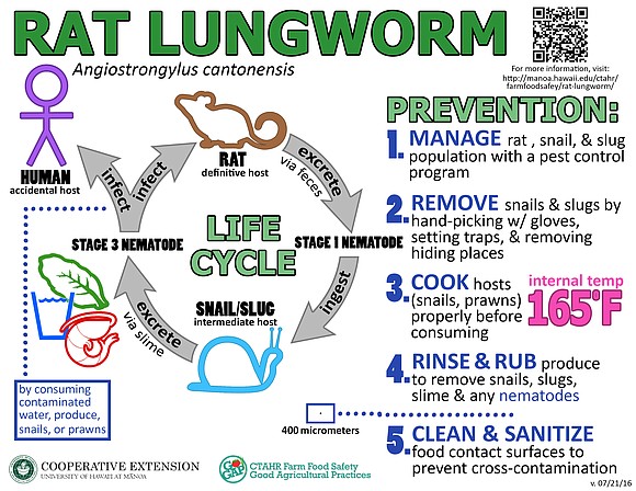 The Hawaii State Department of Health has confirmed six cases of rat lungworm disease on the island of Maui and …