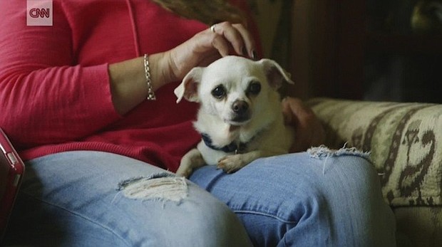 	Monkey's House is a nonprofit hospice for terminally ill dogs.