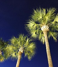 Palm trees line this River Oaks street, on a beautiful late-April evening in Houston.